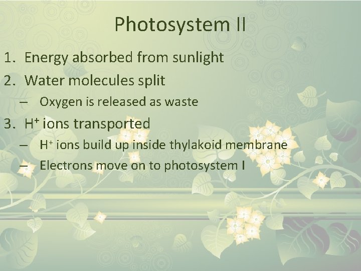 Photosystem II 1. Energy absorbed from sunlight 2. Water molecules split – Oxygen is