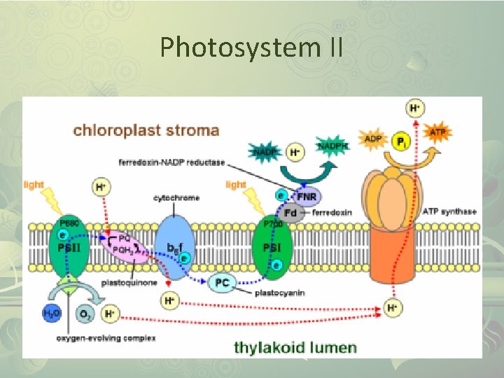 Photosystem II 