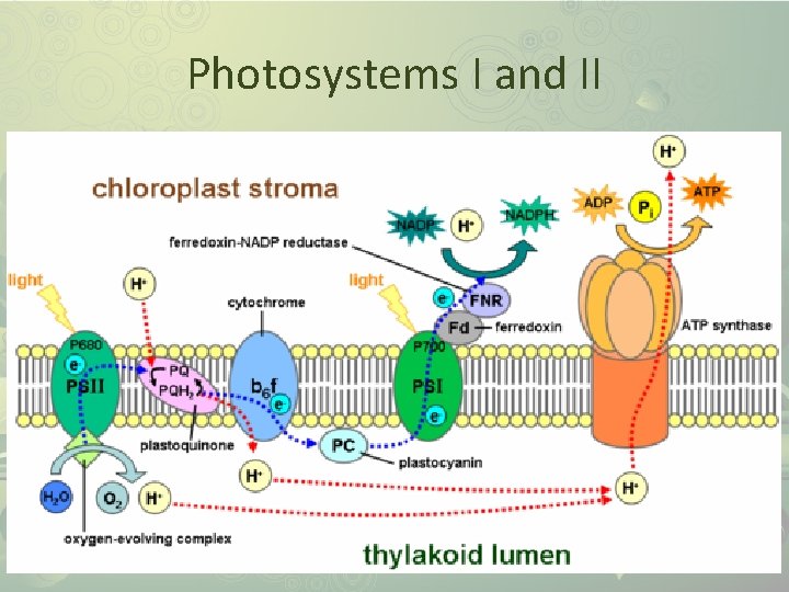 Photosystems I and II 