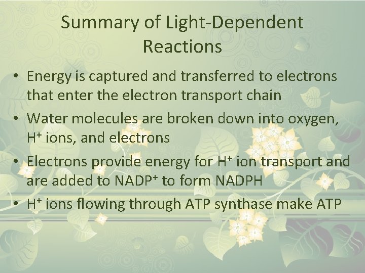 Summary of Light-Dependent Reactions • Energy is captured and transferred to electrons that enter