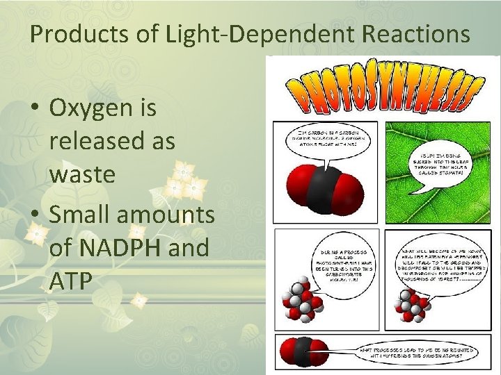Products of Light-Dependent Reactions • Oxygen is released as waste • Small amounts of
