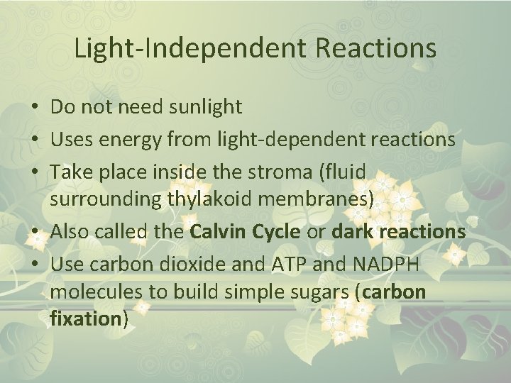 Light-Independent Reactions • Do not need sunlight • Uses energy from light-dependent reactions •