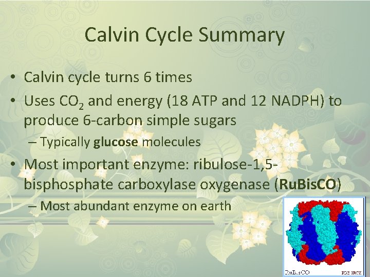Calvin Cycle Summary • Calvin cycle turns 6 times • Uses CO 2 and