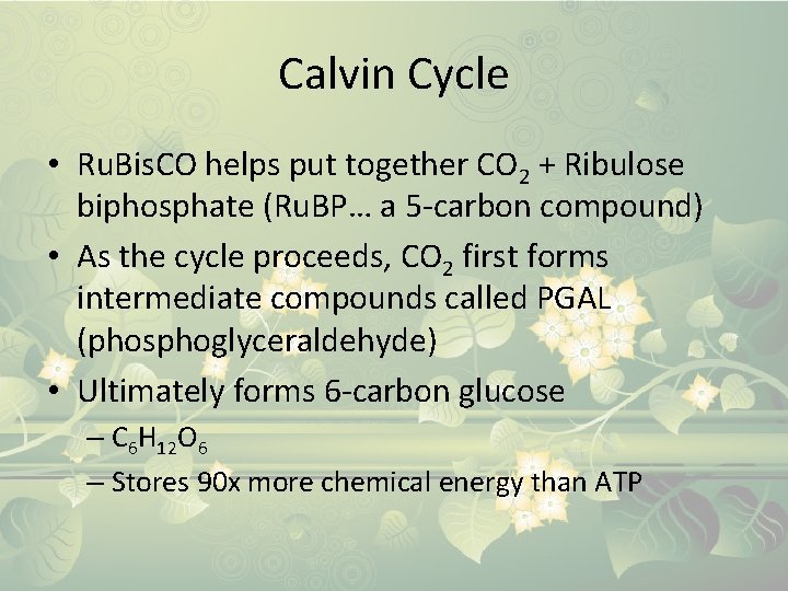 Calvin Cycle • Ru. Bis. CO helps put together CO 2 + Ribulose biphosphate