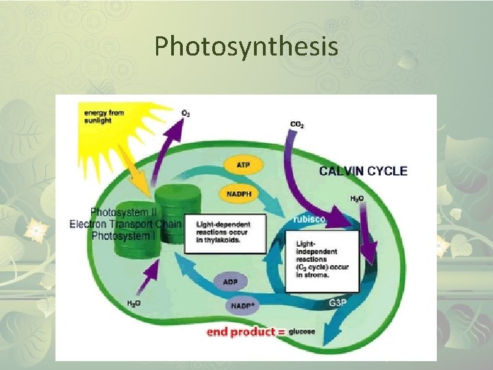 Photosynthesis 
