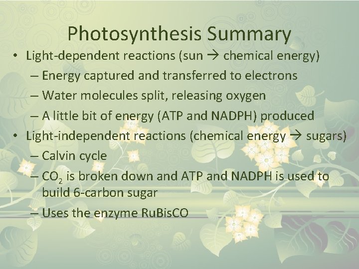 Photosynthesis Summary • Light-dependent reactions (sun chemical energy) – Energy captured and transferred to