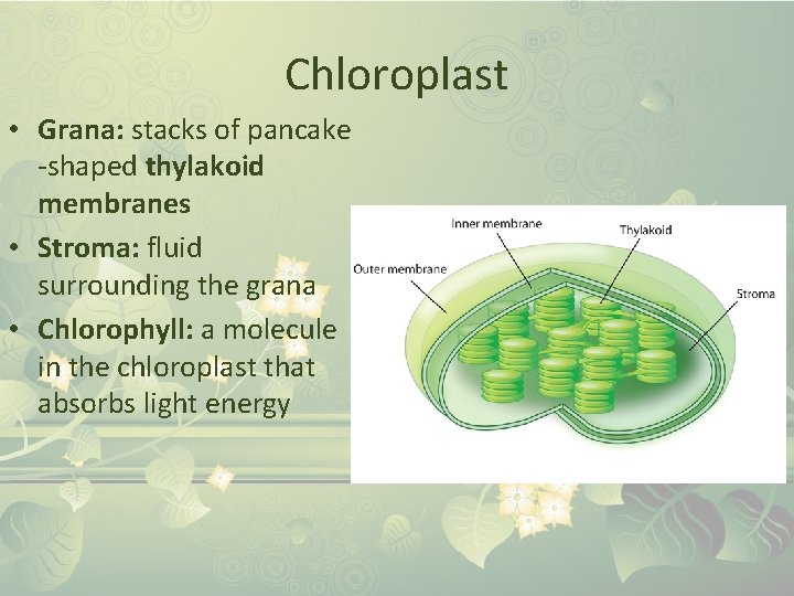 Chloroplast • Grana: stacks of pancake -shaped thylakoid membranes • Stroma: fluid surrounding the
