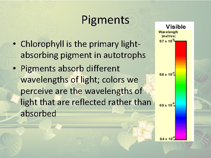 Pigments • Chlorophyll is the primary lightabsorbing pigment in autotrophs • Pigments absorb different
