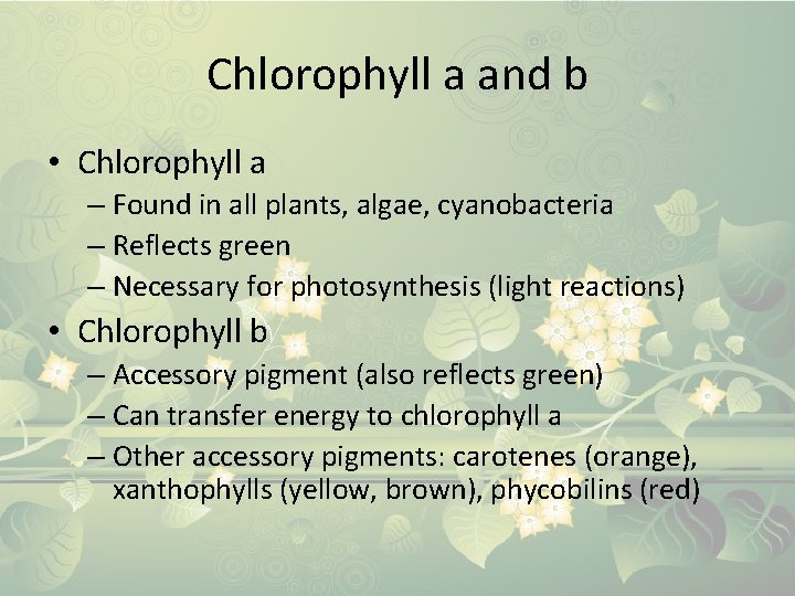 Chlorophyll a and b • Chlorophyll a – Found in all plants, algae, cyanobacteria