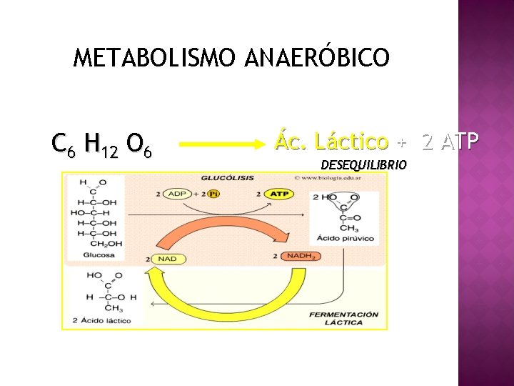 METABOLISMO ANAERÓBICO C 6 H 12 O 6 Ác. Láctico + 2 ATP DESEQUILIBRIO