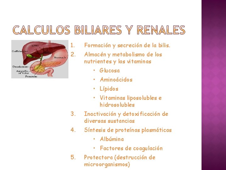 1. Formación y secreción de la bilis. 2. Almacén y metabolismo de los nutrientes