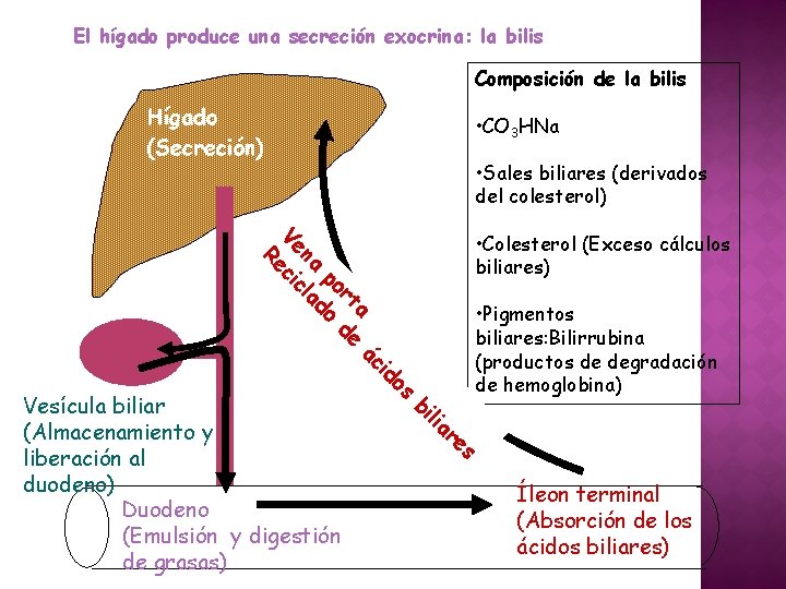 El hígado produce una secreción exocrina: la bilis Composición de la bilis Hígado (Secreción)