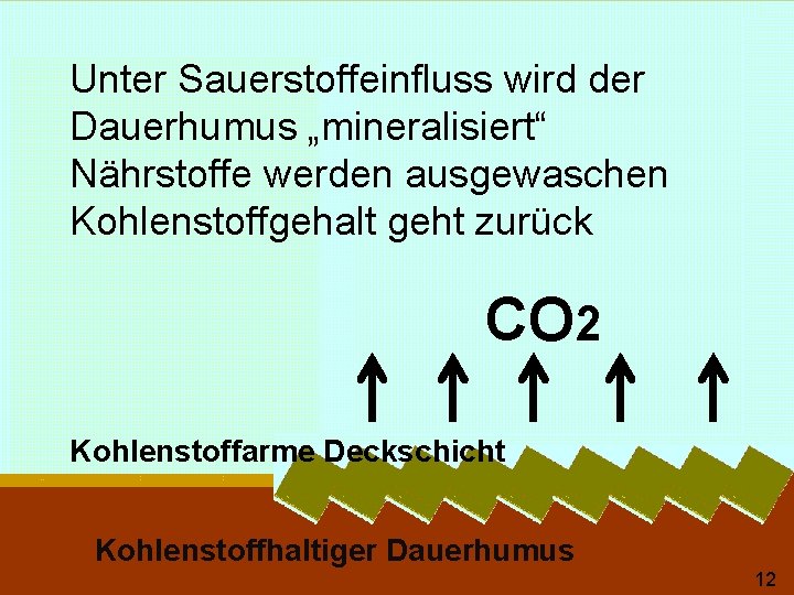Unter Sauerstoffeinfluss wird der Dauerhumus „mineralisiert“ Nährstoffe werden ausgewaschen Kohlenstoffgehalt geht zurück CO 2