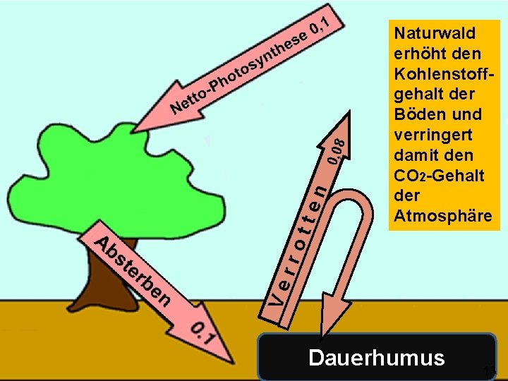 0, 08 n tte Ve rro Naturwald erhöht den Kohlenstoffgehalt der Böden und verringert