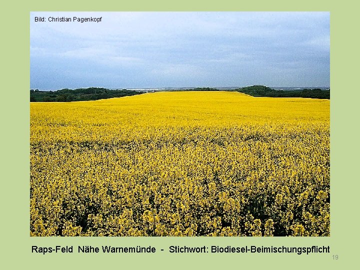 Bild: Christian Pagenkopf Raps-Feld Nähe Warnemünde - Stichwort: Biodiesel-Beimischungspflicht 19 
