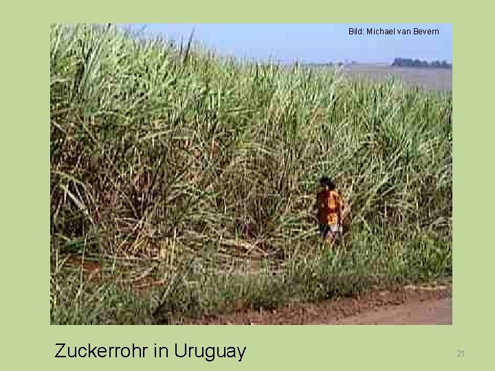 Bild: Michael van Bevern Zuckerrohr in Uruguay 21 