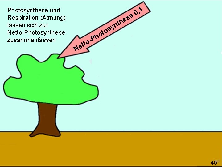 Photosynthese und Respiration (Atmung) lassen sich zur Netto-Photosynthese zusammenfassen , 1 0 e s