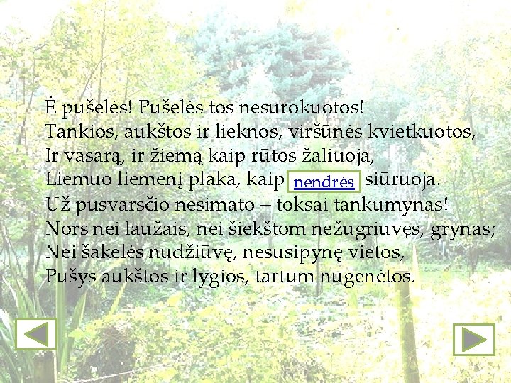 Ė pušelės! Pušelės tos nesurokuotos! Tankios, aukštos ir lieknos, viršūnės kvietkuotos, Ir vasarą, ir