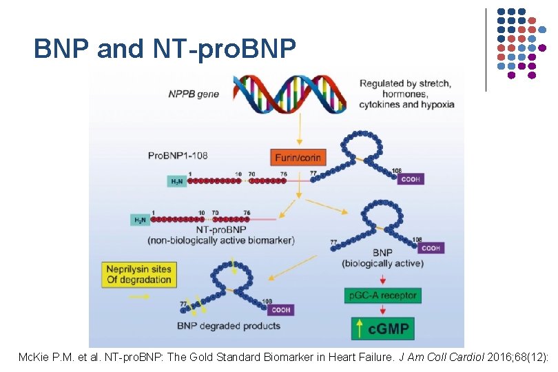 BNP and NT-pro. BNP Mc. Kie P. M. et al. NT-pro. BNP: The Gold