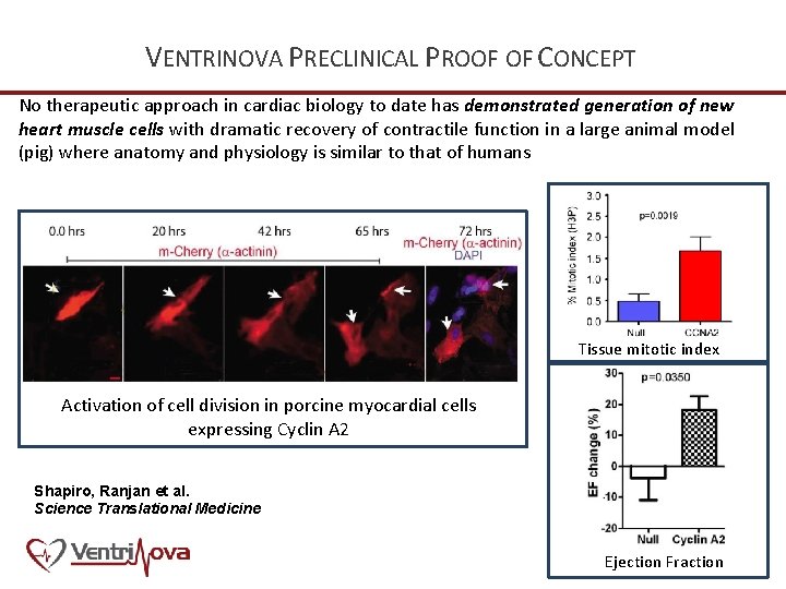 VENTRINOVA PRECLINICAL PROOF OF CONCEPT No therapeutic approach in cardiac biology to date has