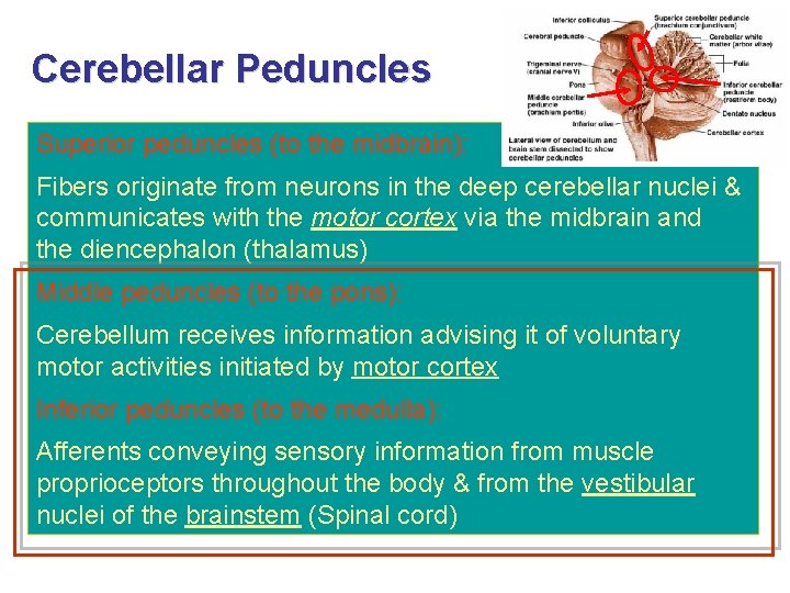 Cerebellar Peduncles Superior peduncles (to the midbrain): Fibers originate from neurons in the deep