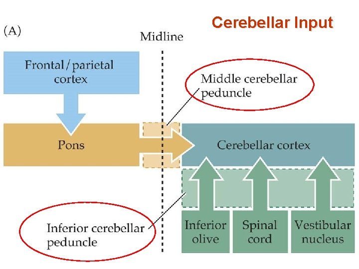 Cerebellar Input 