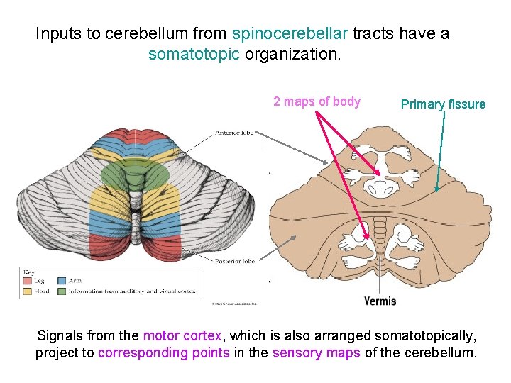Inputs to cerebellum from spinocerebellar tracts have a somatotopic organization. 2 maps of body