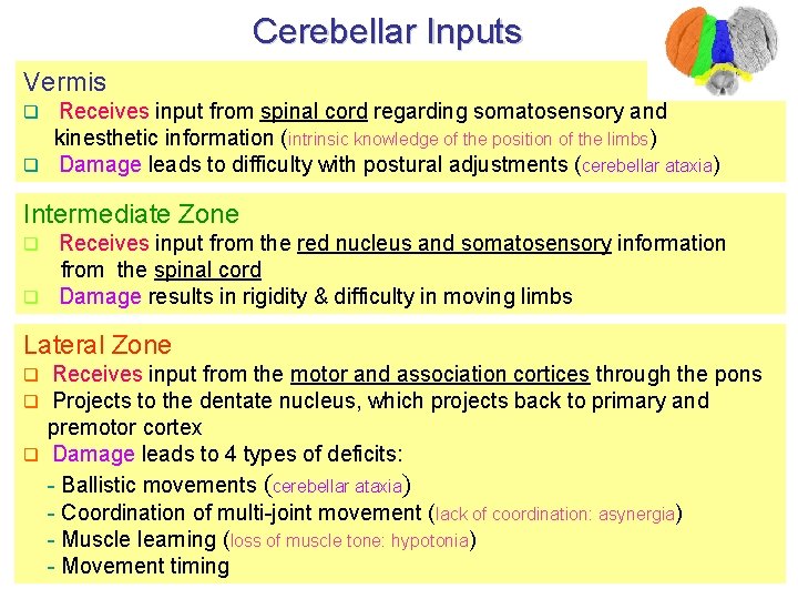 Cerebellar Inputs Vermis Receives input from spinal cord regarding somatosensory and kinesthetic information (intrinsic