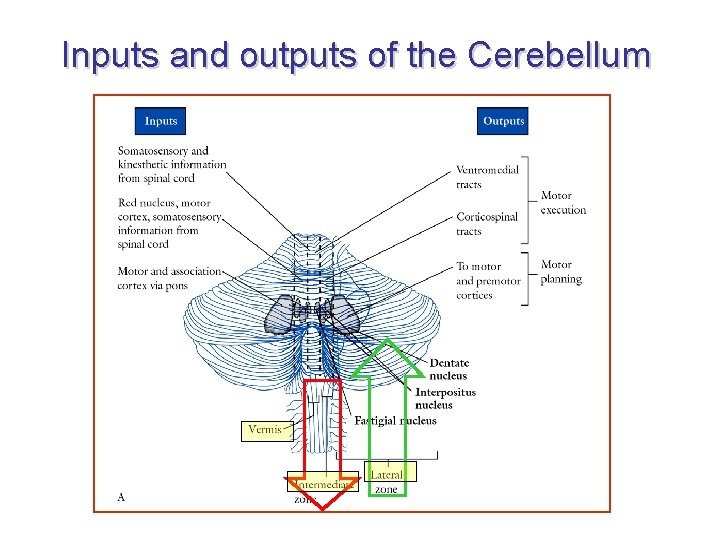 Inputs and outputs of the Cerebellum 