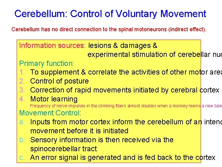 Cerebellum: Control of Voluntary Movement Cerebellum has no direct connection to the spinal motoneurons