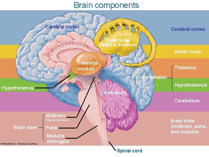 Brain components Table 5. 3 (1) Page 144 Cerebral cortex Basal nuclei (lateral to