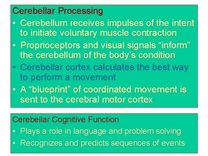 Cerebellar Processing • Cerebellum receives impulses of the intent to initiate voluntary muscle contraction