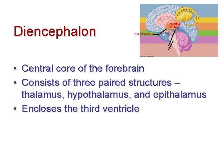 Table 5. 3 (1) Page 144 Diencephalon Thalamus (medial) Hypothalamus • Central core of