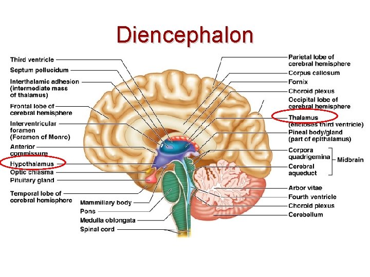 Diencephalon 