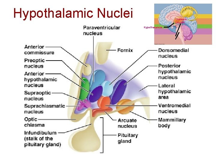 Hypothalamic Nuclei Table 5. 3 (1) Page 144 Thalamus (medial) Hypothalamus 