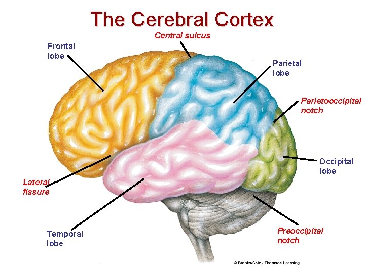 The Cerebral Cortex Central sulcus Frontal lobe Parietooccipital notch Occipital lobe Lateral fissure Temporal