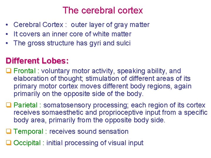 The cerebral cortex • • • Cerebral Cortex : outer layer of gray matter