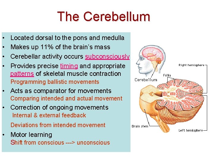 The Cerebellum • • Located dorsal to the pons and medulla Makes up 11%