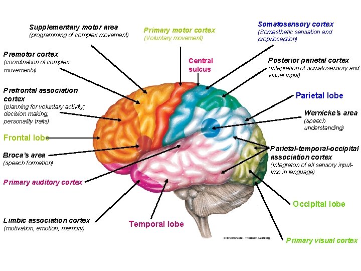 Supplementary motor area (programming of complex movement) Primary motor cortex (Voluntary movement) Premotor cortex