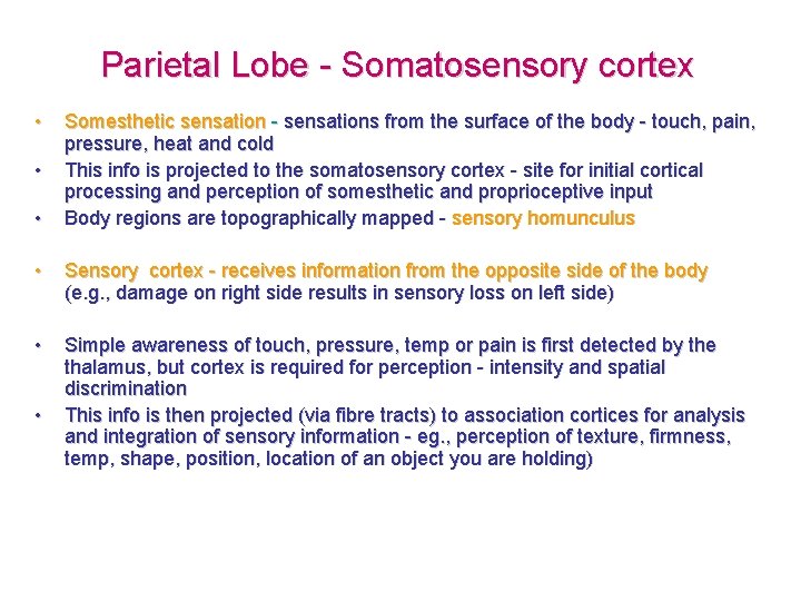 Parietal Lobe - Somatosensory cortex • • • Somesthetic sensation - sensations from the