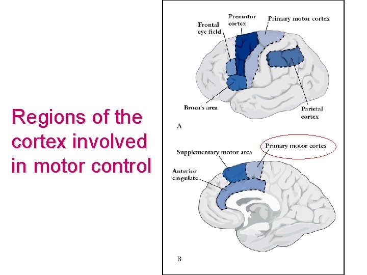 Regions of the cortex involved in motor control 