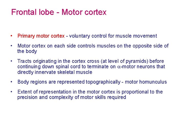 Frontal lobe - Motor cortex • Primary motor cortex - voluntary control for muscle