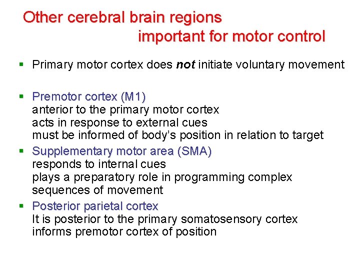 Other cerebral brain regions important for motor control § Primary motor cortex does not