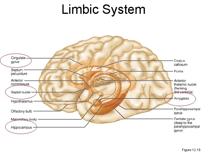 Limbic System Figure 12. 18 