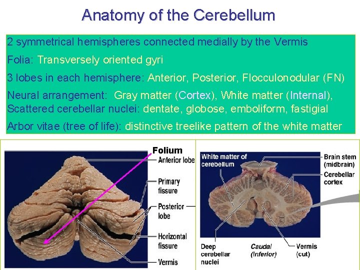 Anatomy of the Cerebellum 2 symmetrical hemispheres connected medially by the Vermis Folia: Transversely