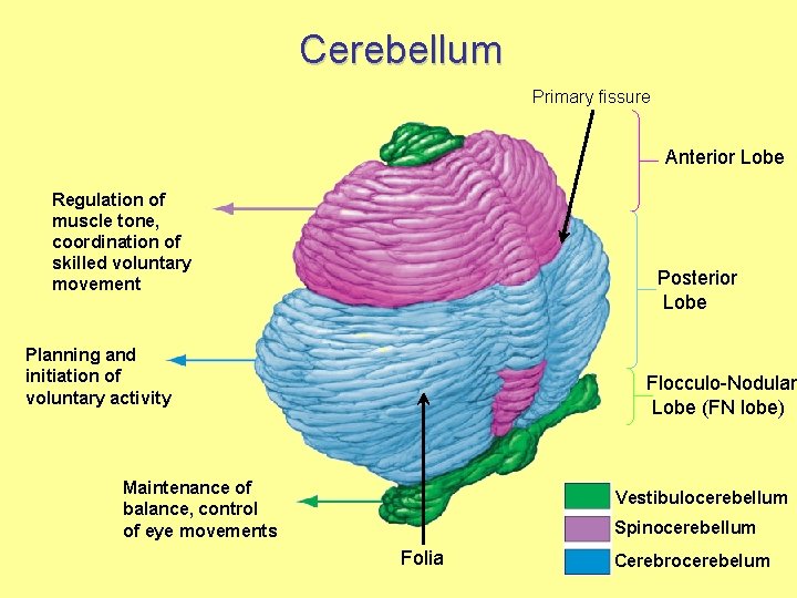 Cerebellum Primary fissure Anterior Lobe Regulation of muscle tone, coordination of skilled voluntary movement