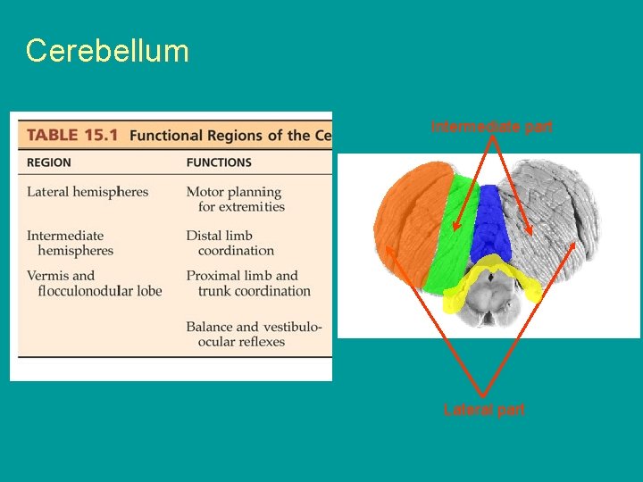 Cerebellum Intermediate part Lateral part 
