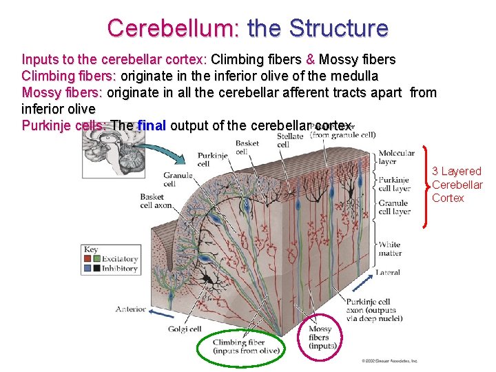 Cerebellum: the Structure Inputs to the cerebellar cortex: Climbing fibers & Mossy fibers Climbing