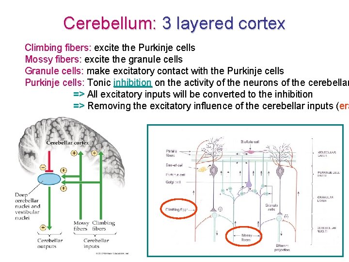 Cerebellum: 3 layered cortex Climbing fibers: excite the Purkinje cells Mossy fibers: excite the