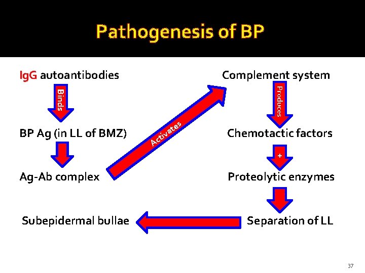 Pathogenesis of BP Ig. G autoantibodies Complement system Produces Binds BP Ag (in LL